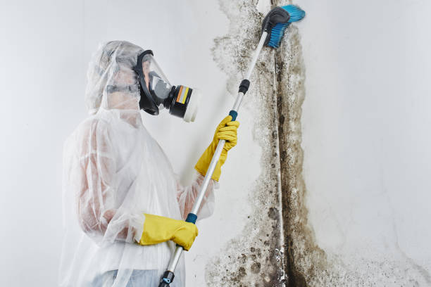 Best Fast Mold Removal  in Sprague, WV