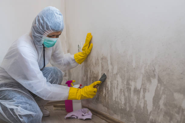 Best Residential Mold Removal  in Sprague, WV