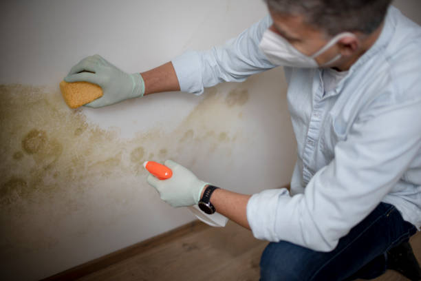 Best Black Mold Removal  in Sprague, WV