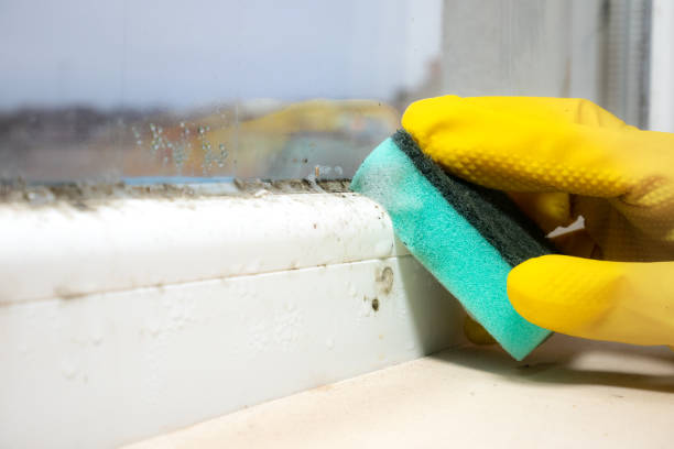 Best Black Mold Removal  in Sprague, WV