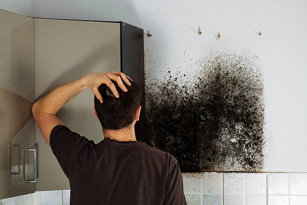 Best Attic Mold Removal  in Sprague, WV