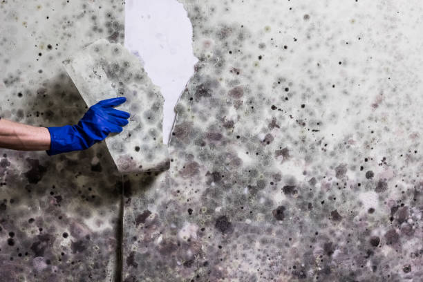 Professional Mold Removal in Sprague, WV