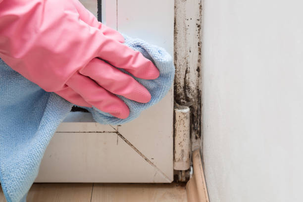 Mold Testing and Removal in Sprague, WV