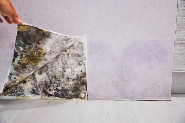Best Crawl Space Mold Removal  in Sprague, WV